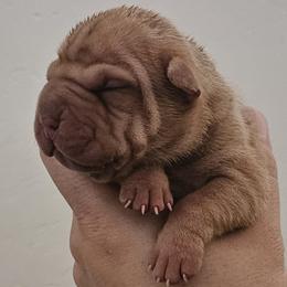 Girl 3 - Cream sable female Chinese Shar-Pei puppy in Bakersfield, California from Cashmerewrinkles
