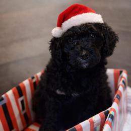 Ham - Phantom male Goldendoodle puppy in Everett, Washington from Pawlydoodles