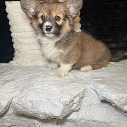 Hershey - Sable and white male American Corgi puppy in Greenwood, Indiana from Witch Creek Corgis