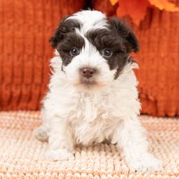 Bear - Parti male Maltipoo puppy in Salt Lake City, Utah from My Doodle Puppy