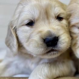 Girl 3 - Light golden female Golden Retriever puppy in Tonasket, Washington from Denzil’s Goldens