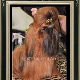 Napoleon - Shih Tzu