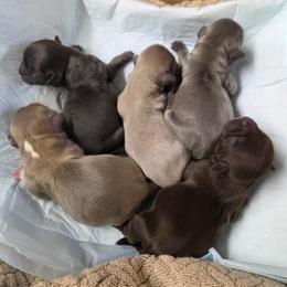 Boy 1 - Lilac male Shih Tzu puppy in Tennessee from Cutshall Babies