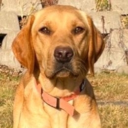 Nutmeg - Labrador Retriever