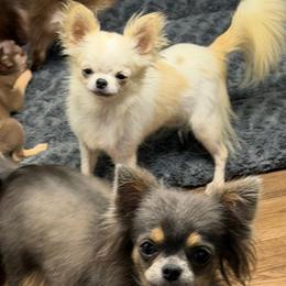 Kitty - Cream and white female Chihuahua puppy in Palmyra, Indiana from Country Star Chihuahuas