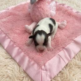 Dolly - Parti female Miniature Schnauzer puppy in Salisbury, North Carolina from Truffle Tail Schnauzers