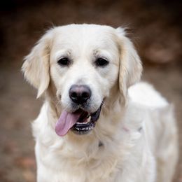 Kyra - Golden Retriever