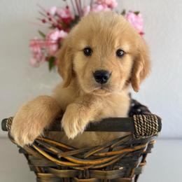 Ms Orange - Golden female Golden Retriever puppy in Moapa, Nevada from Little Bitta Luck Farms