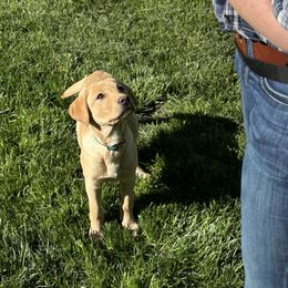 Jo - Yellow female Labrador Retriever puppy in Alger, Ohio from Osborne Family Retrievers