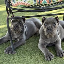 Cane Corso puppies from Campo Cane Corso