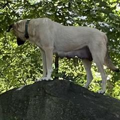 Anatolian Shepherd Dogs from Carolina Landstock