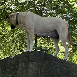 Anatolian Shepherd Dogs from Carolina Landstock