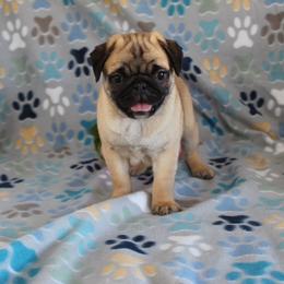 Cola - Fawn male Pug puppy in Tuscola, Illinois from Dream on puppies