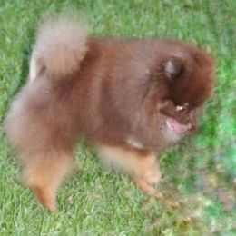TWIX - Pomeranian