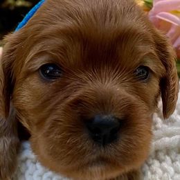 Cavalier King Charles Spaniels from Tara's Pups