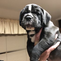 Olde English Bulldogge Puppies from Gods Of Olympus Bulldogges