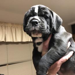 Olde English Bulldogge Puppies from Gods Of Olympus Bulldogges