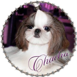 Chacha - Shih Tzu
