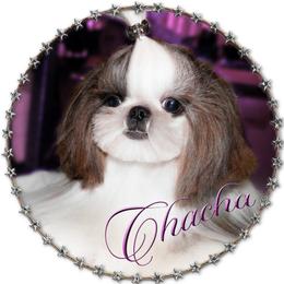 Chacha - Shih Tzu