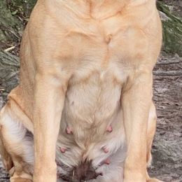 Spice - Labrador Retriever