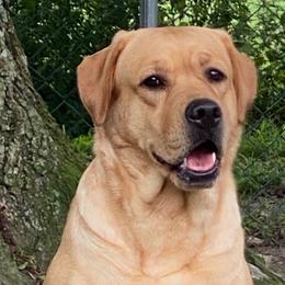 Spice - Labrador Retriever