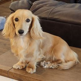 Buffy - Dachshund