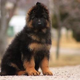 German Shepherd Puppies from VMS Shepherds