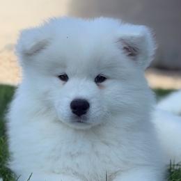 Pink - White female Samoyed puppy in Paulden, Arizona from Carefree Samoyeds & Deserthills Labradors