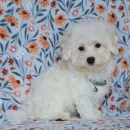 Max - White male Maltipoo puppy in Crestview, Florida from Little Cupcakes and Little Pumpkins Maltipoos