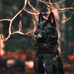 Koda - Gerberian Shepsky