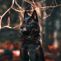 Koda - Gerberian Shepsky