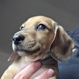Maevis's cream smooth boy - Red male Dachshund puppy in Declo, Idaho from Dozendachs