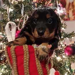 Bosley-AKC Full - Black and tan male Dachshund puppy in Bates City, Missouri from Gray Wall Dachshunds