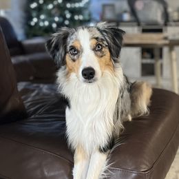 Penelope - Australian Shepherd
