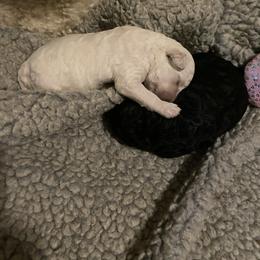 Poodle puppies from Scotch Corner Standard Poodles