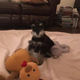 Miniature Schnauzer Puppies from Caesars Creek Miniature Schnauzers
