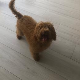 Honey - Goldendoodle