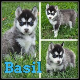 Basil - Black and white male Siberian Husky puppy in Merrill, Michigan from Haase Family Kennels