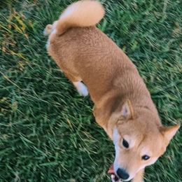 Aimi - Shiba Inu