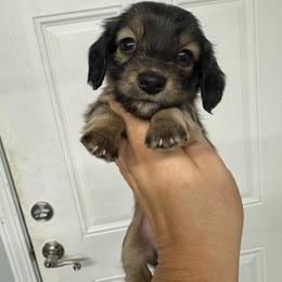 Daisy - Sable female Dachshund puppy in Fredericksburg, Indiana from Blue River Mini Dachshunds
