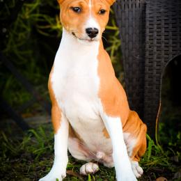 Dustin - Red and white male Basenji puppy in San Diego, California from Triforce Basenjis