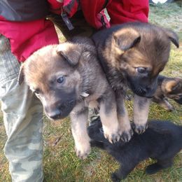 German Shepherd Puppies from Thornock Shepherds