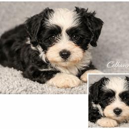 Havanese Puppies from Colhaven Havanese