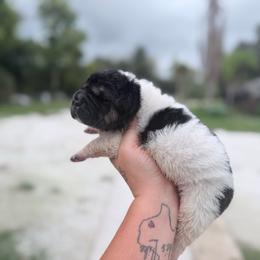 Longbottom - Black male Chinese Shar-Pei puppy in Lehigh Acres, Florida from Florida Wrinkles