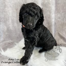 Poodle Puppies from Yellow Dog Farm