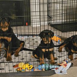 Rottweiler Puppies from Vom Uberlegenen Rottweilers