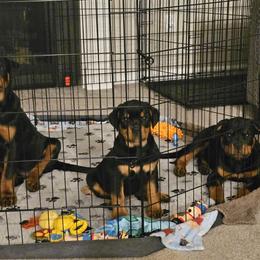 Rottweiler Puppies from Vom Uberlegenen Rottweilers