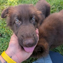 Oliver - Liver male German Shepherd puppy in Exmore, Virginia from Evergreen Shepherds