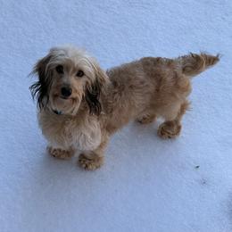 Lola - Dachshund