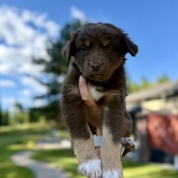 Girl 1 - female Australian Shepherd puppy in Washington from LIT Australian Shepherds